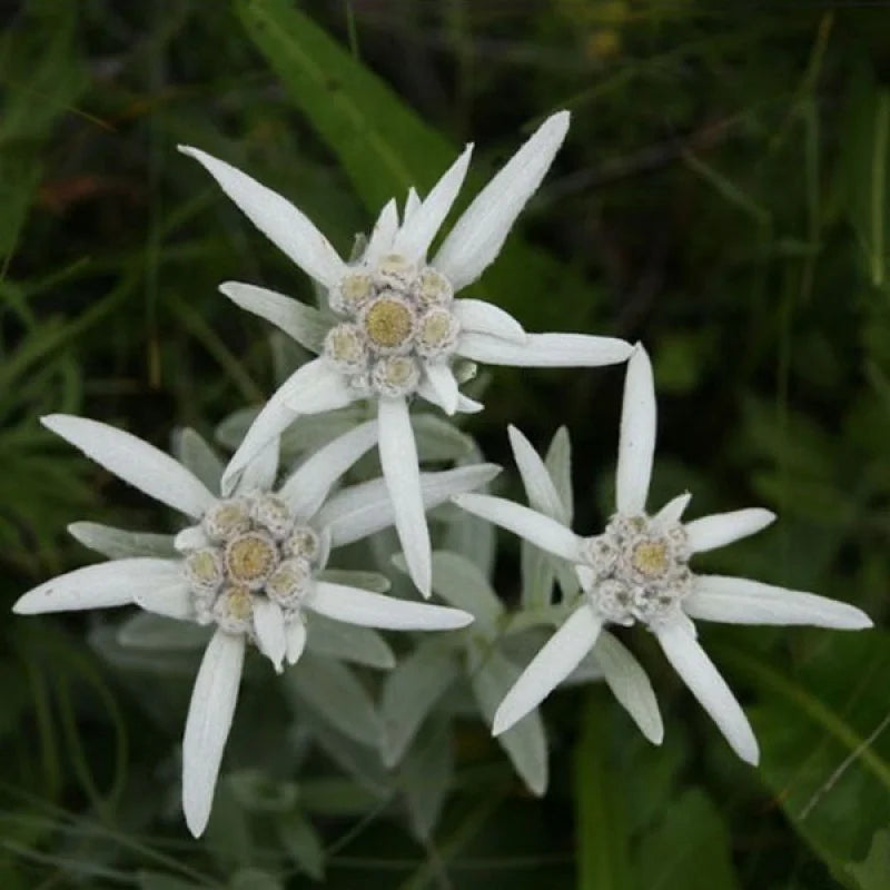 Crema Contorno de Ojos Péptido 1% y Elastina 1% 20 ml