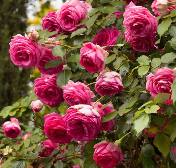 Bruma Facial Hidratante con Péptidos y Rosas, Beauty Mist, 100 ml