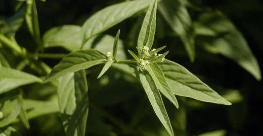 Crema Contorno de Ojos Péptido 1% y Elastina 1% 20 ml