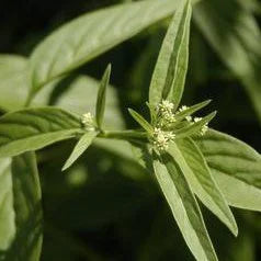 Champú reparador con plantas ayurvédicas para cabello teñido y dañado 200 ml