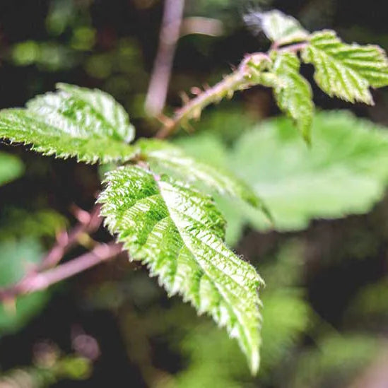 Champú reparador con plantas ayurvédicas para cabello teñido y dañado 200 ml