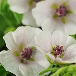 Champú reparador con plantas ayurvédicas para cabello teñido y dañado 200 ml