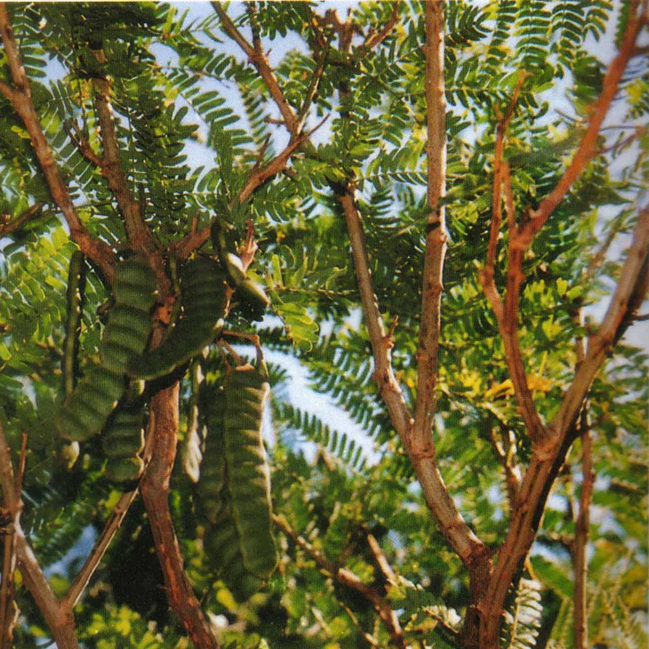 Champú reparador con plantas ayurvédicas para cabello teñido y dañado 200 ml