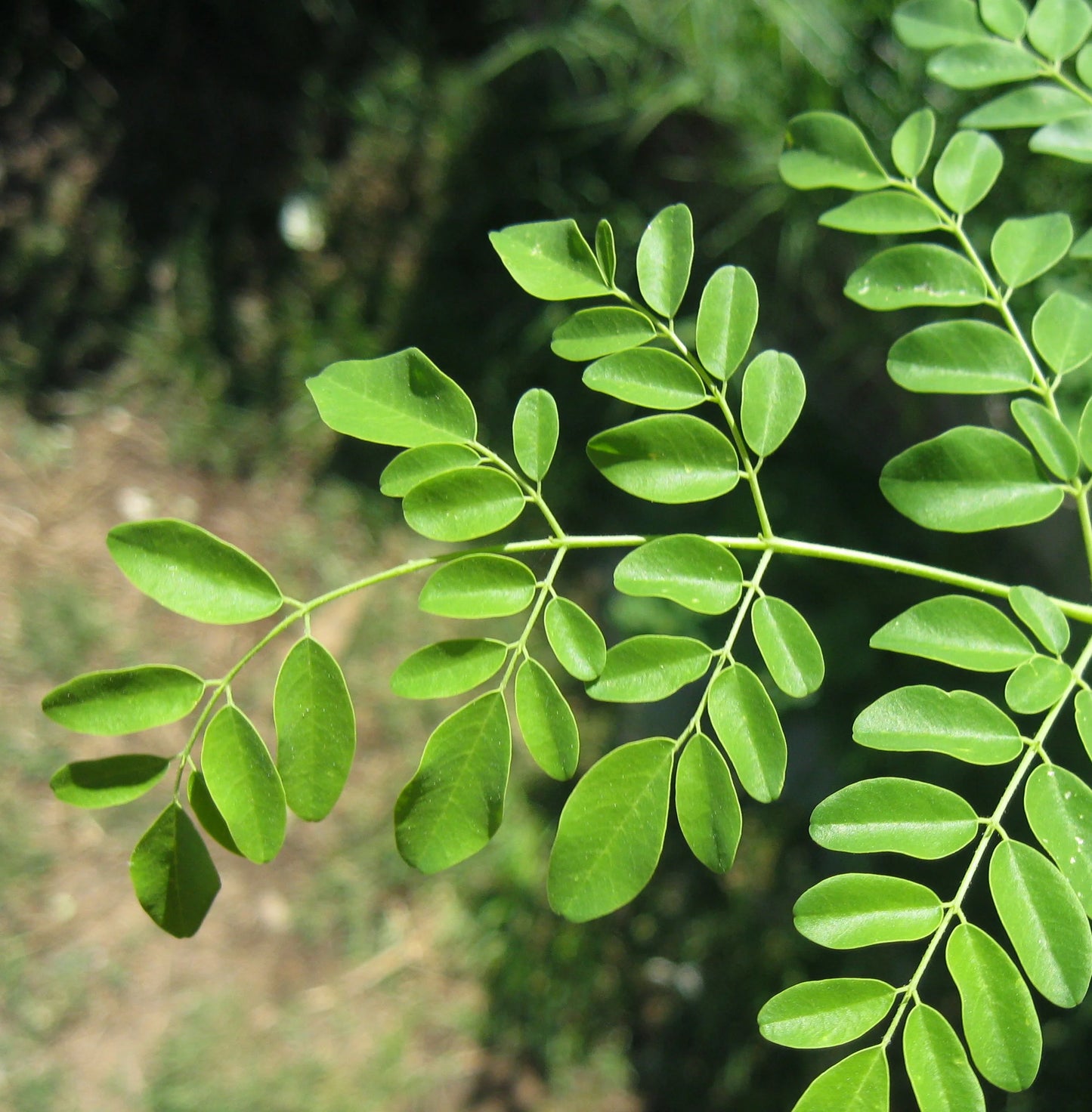 Bruma Facial Hidratante con Péptidos y Rosas, Beauty Mist, 100 ml