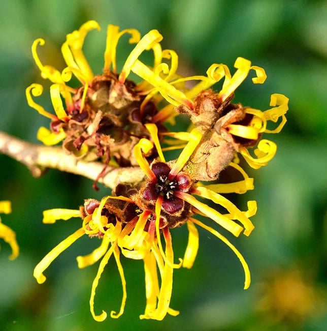 Bruma Facial Hidratante con Péptidos y Rosas, Beauty Mist, 100 ml