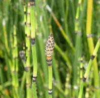 Champú reparador con plantas ayurvédicas para cabello teñido y dañado 200 ml