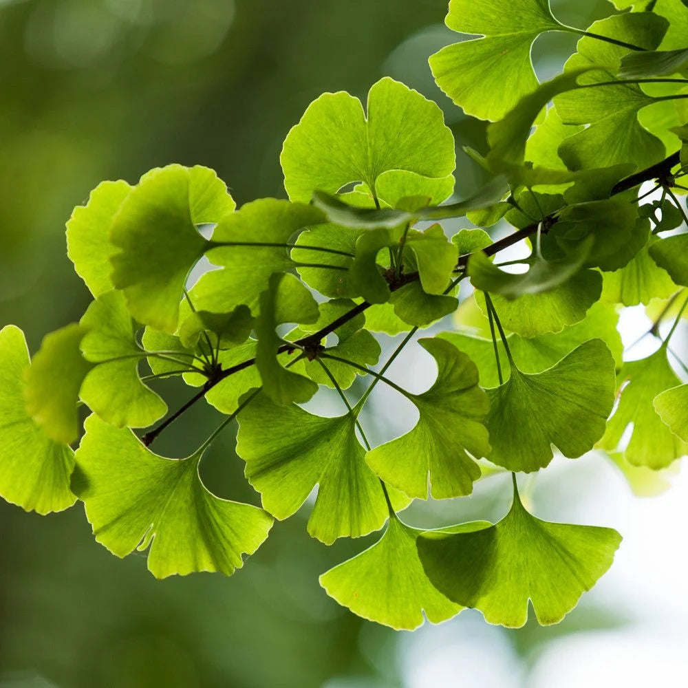 Champú reparador con plantas ayurvédicas para cabello teñido y dañado 200 ml